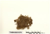 藏品(短枝擬平苔)的圖片